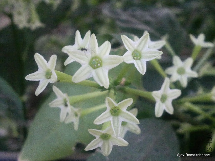 Cestrum-nocturnum-flower.jpg