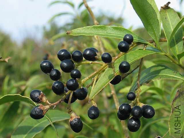 Green cestrum fruits.jpg