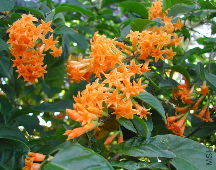 Mango_Cestrum_aurantiacum_9494.jpg