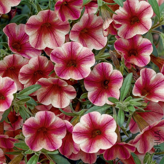 calibrachoa_callie_rose_star_lg.jpg