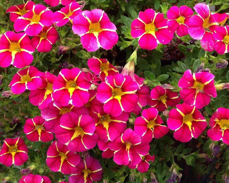 Calibrachoa-Cherry-Star.jpg