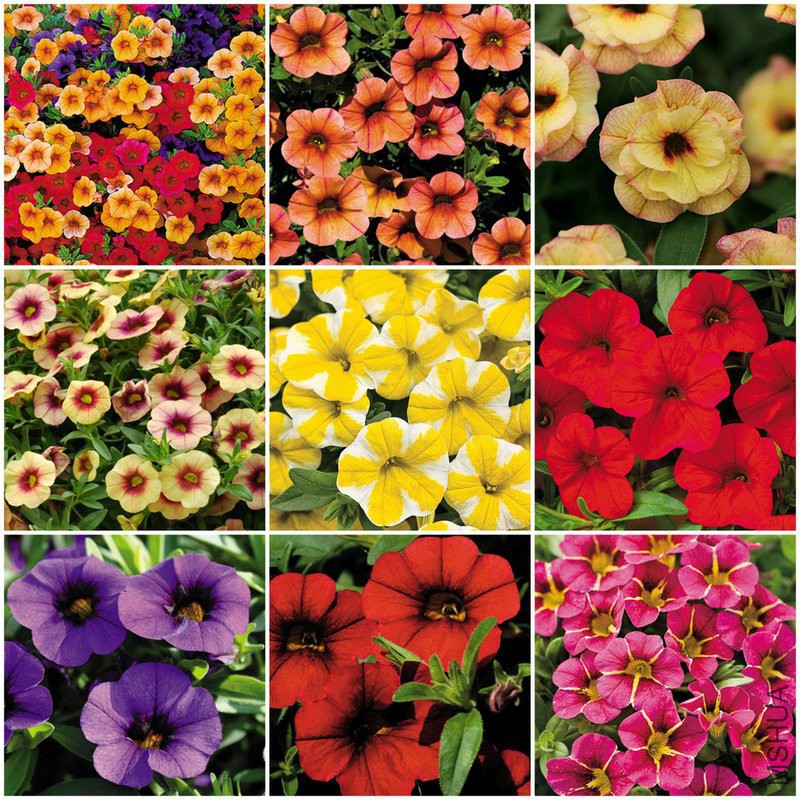 Calibrachoa.jpg