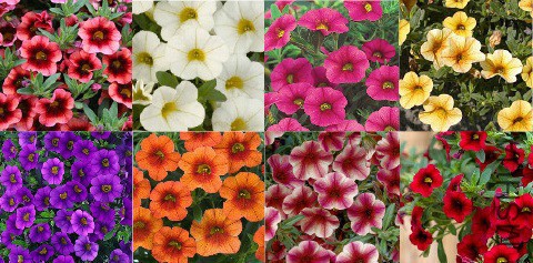 Calibrachoa-collage.jpg