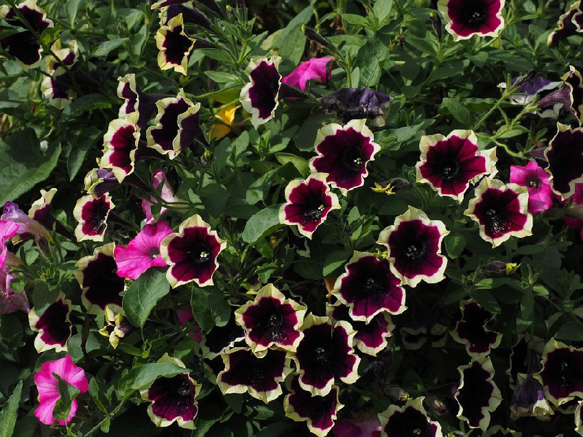 petunia-699795_960_720.jpg