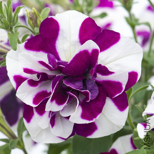 petunia-damson-ripple-500x500.jpg