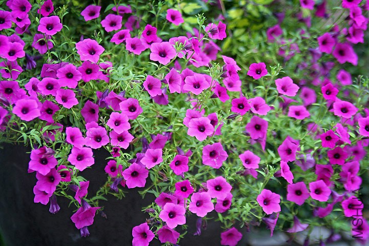 Petunia-integrifolia.jpg