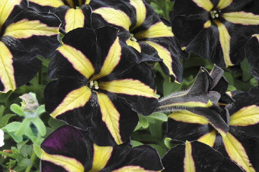 petunia-phantom-black.jpg