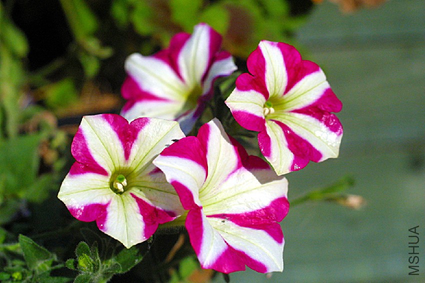 Pink_and_white_petunia.jpg