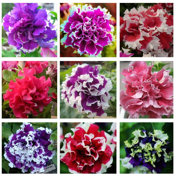free-ship-Garden-font-b-Petunia-b-font-petals-font-b-flower-b-font-seeds-for.jpg
