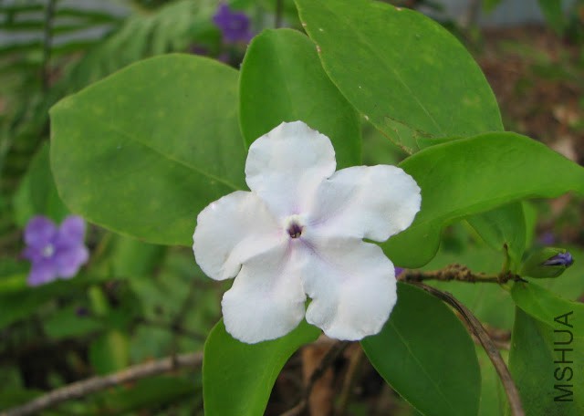 Brunfelsia latifolia syn_ bonodora - Yesterday, Today, Tomorrow 5.JPG