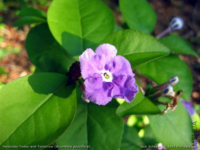Brunfelsia_pauciflora800.jpg