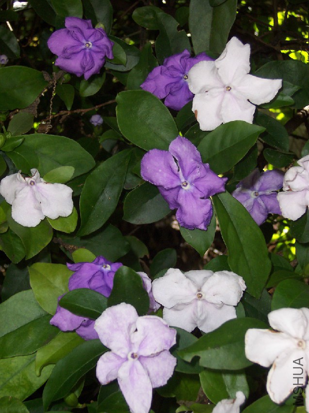 Brunfelsia_uniflora.jpg