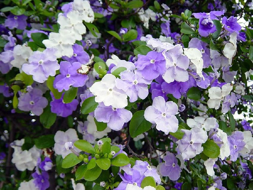 Brunfelsia-pauciflora-3.jpg