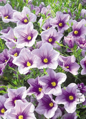 nierembergia summersplash_compactblue_20130213182615.jpg