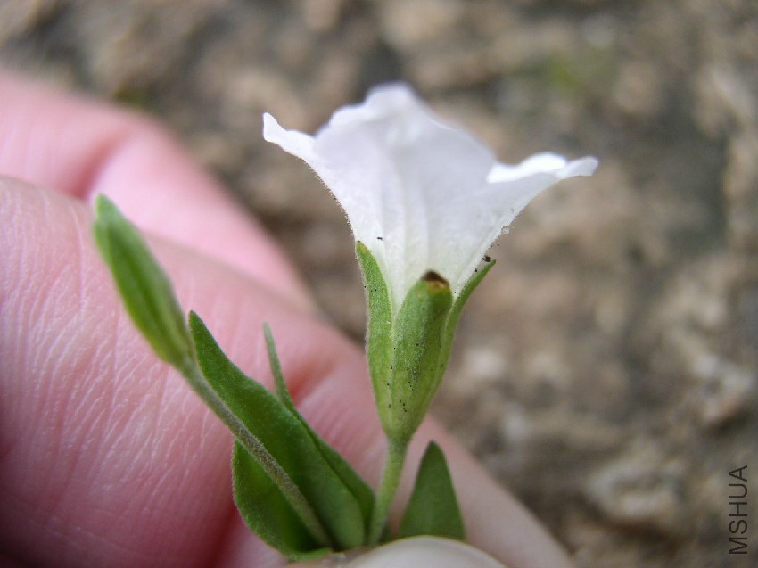 Bouchetia erecta flwr2.jpg