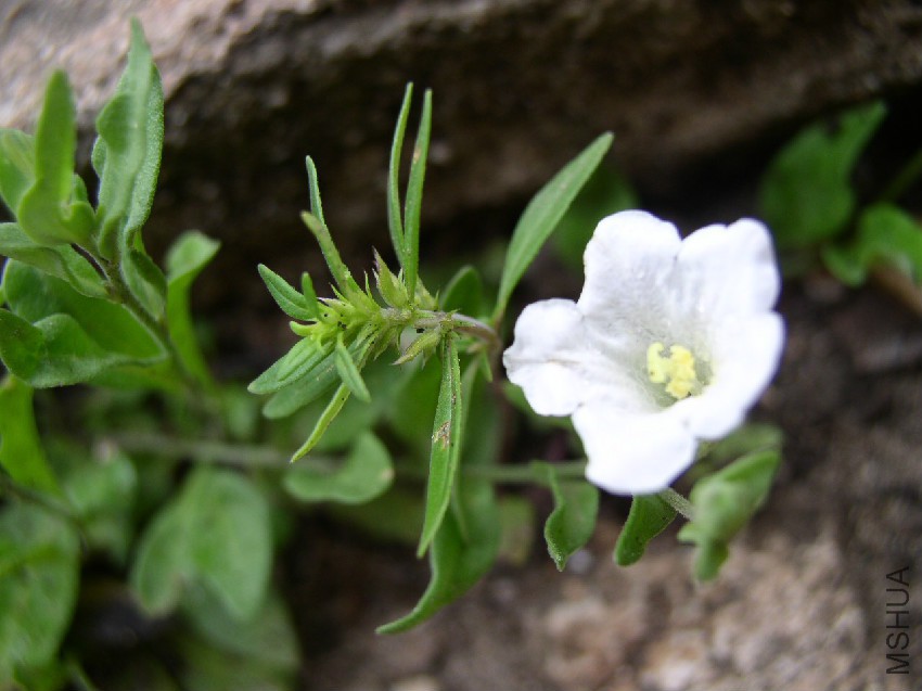 Bouchetia erecta hbt.jpg