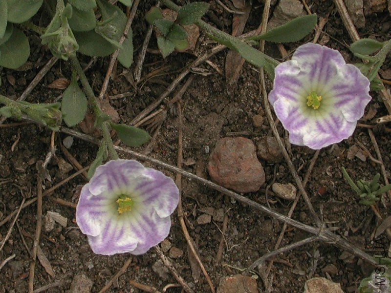 flores-con-dibujo-morado.jpg
