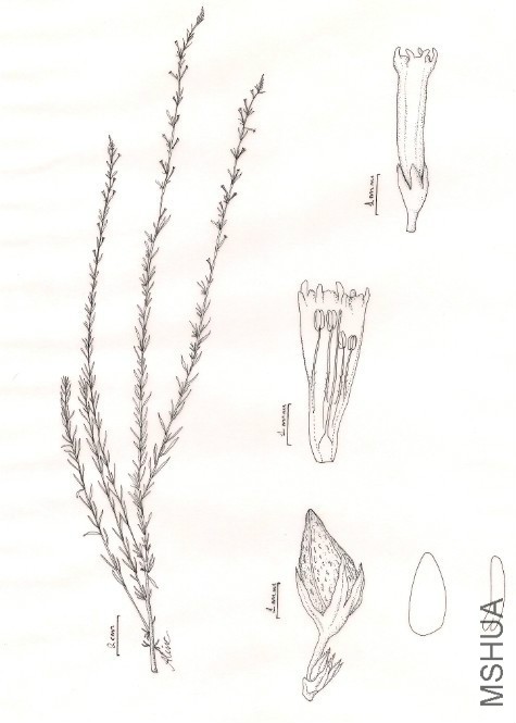 Melananthus_fasciculatus.jpg