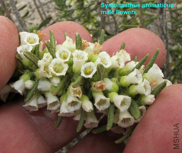 Symonanthus aromaticus  001.jpg