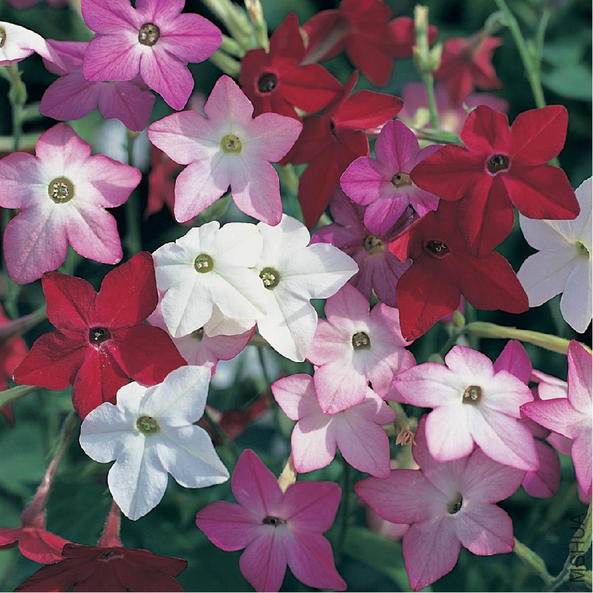 Nicotiana_Perfume_Mixed.jpg