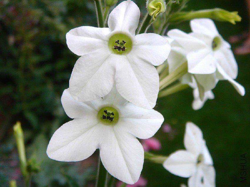 Nicotiana-alata-3.jpg