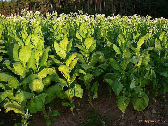 nicotiana_tabacum_feld3.jpg