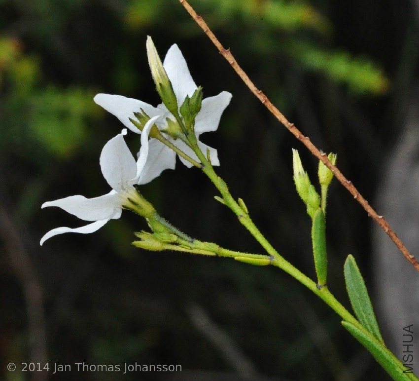 Anthocercis cf fasciculata 4 East Mount Barren, W Hopetoun, Western Australia 111004.jpg