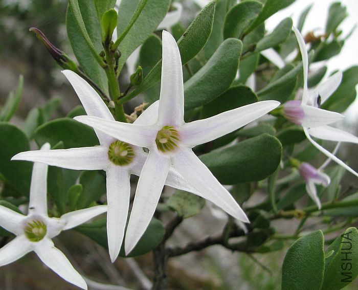 Anthocercis viscosa subsp_ caudata  007  Sticky Tailflower.jpg