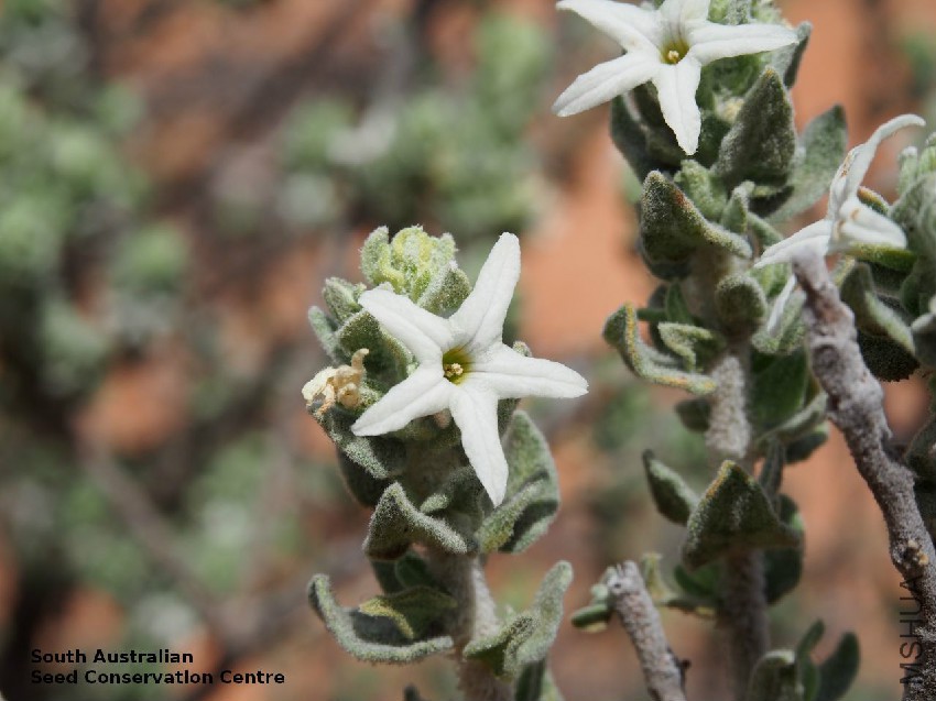Grammosolen dixonii Calperum Station flower.jpg