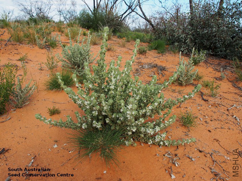 Grammosolen dixonii plant Calperum Station.jpg