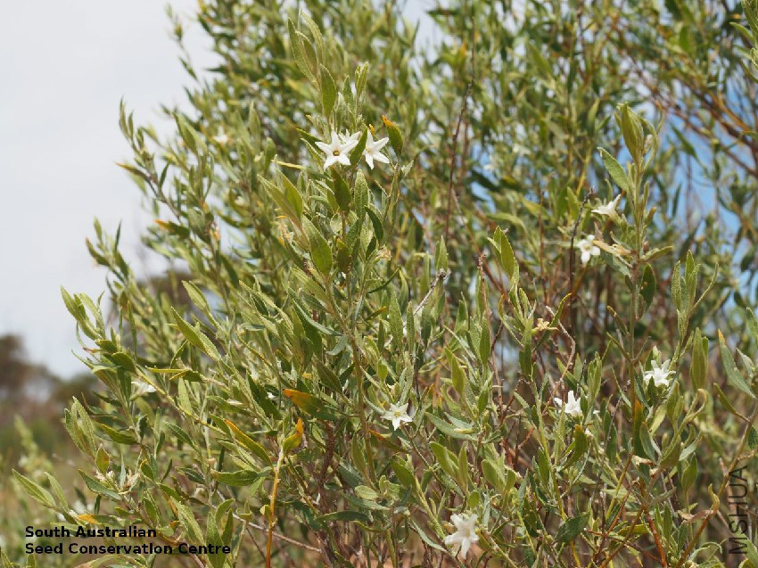 Grammosolen dixonii X Duboisia hopwoodii Calperum Station plant foliage habit.jpg