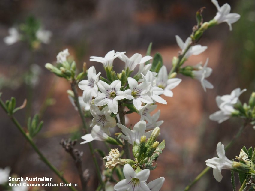 Grammosolen dixonii X Duboisia hopwoodii Calperum Station flowers 2.jpg