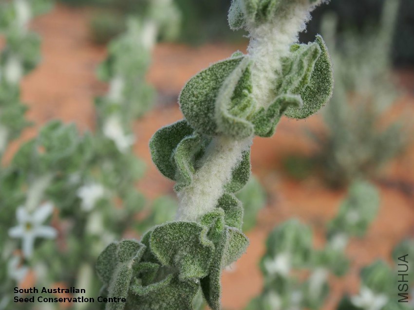 Grammosolen dixonii plant leaves Calperum Station.jpg