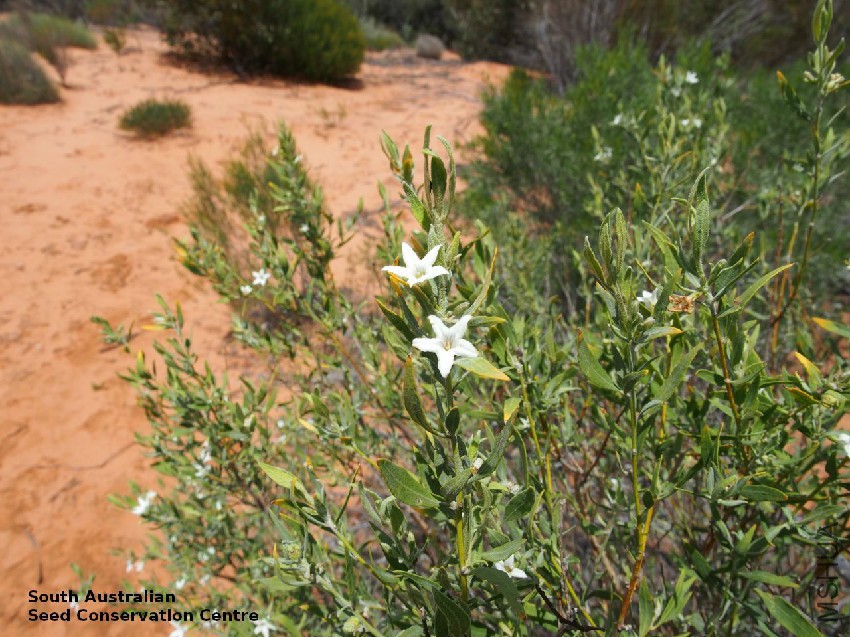 Grammosolen dixonii X Duboisia hopwoodii Calperum Station plant 1.jpg