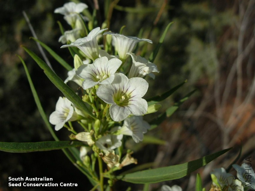 Duboisia hopwoodii flower.jpg