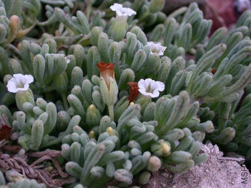 NolanaCrassulifolia1.jpg