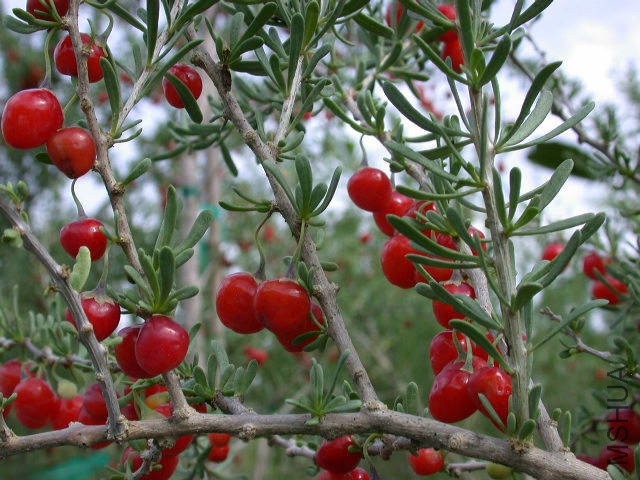 Lycium berries.jpg