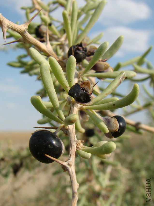 Lycium_ruthenicum_Baikonur_01.jpg