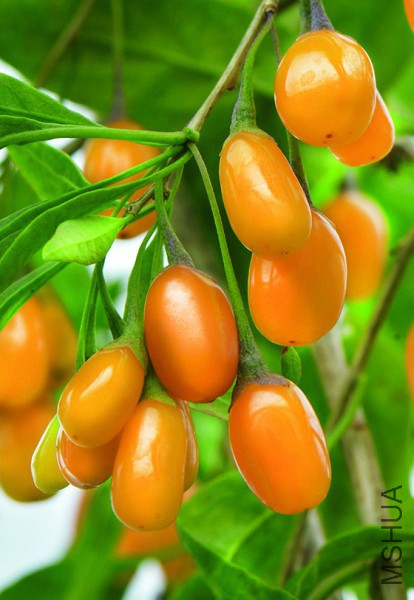 lycium-barbarum-amber-sweet-goji_n.jpg