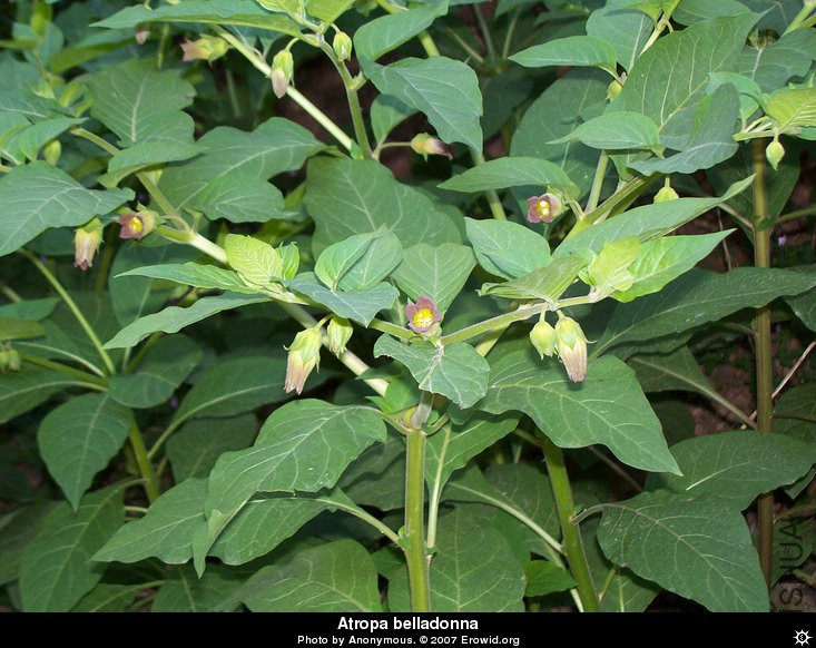 atropa_belladonna__i2007e0976_disp.jpg