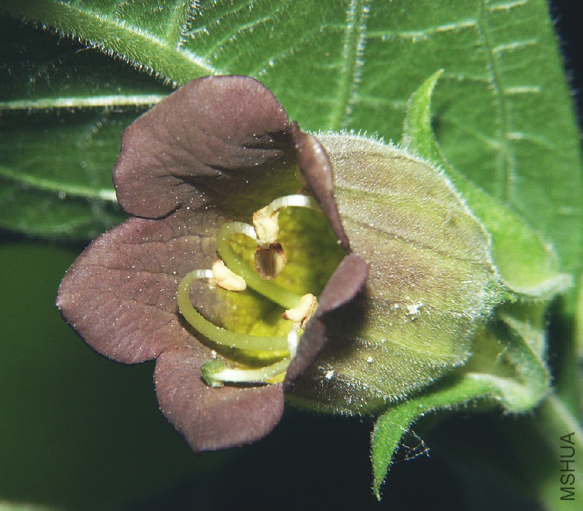 atropa_belladonna_220605.jpg