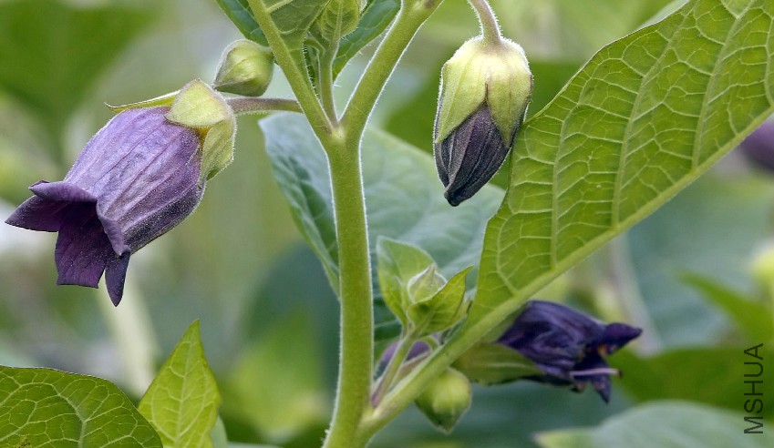 atropa-belladonna-l.jpg
