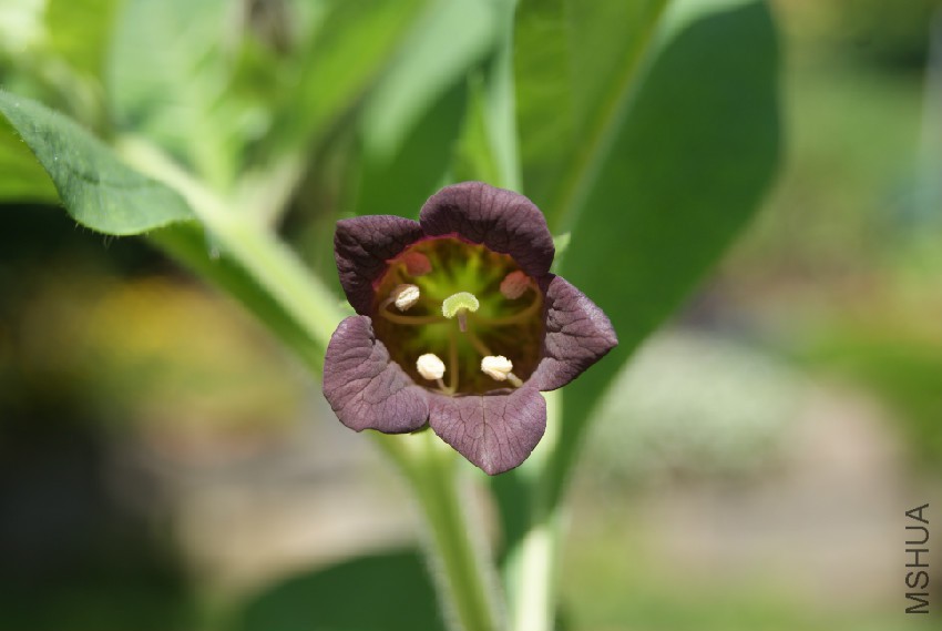 Atropa_belladonna_by_Danny_S__094.jpg