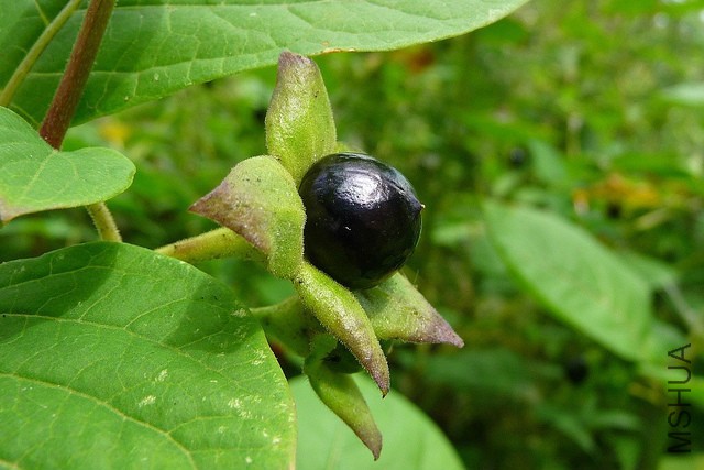 belladonna-atropa-belladonna_2.jpg