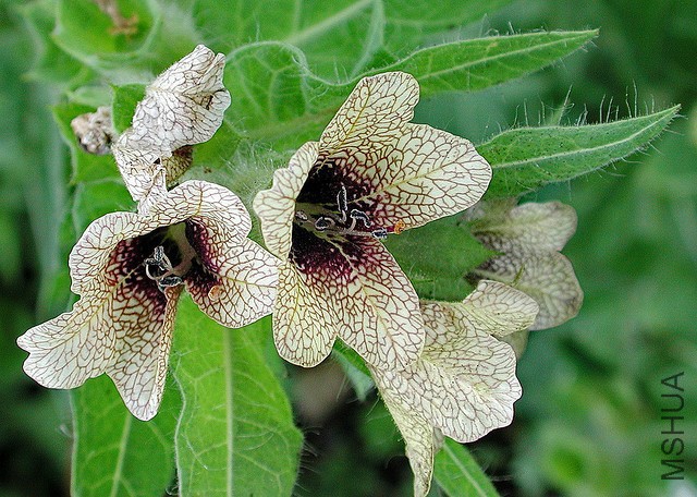 henbane-hyoscyamus-niger.jpg