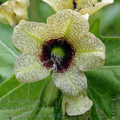hyoscyamus_niger_ac1422.jpg
