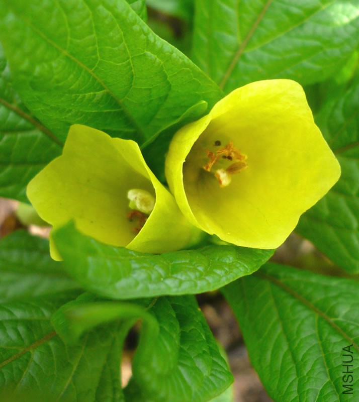 Scopolia carniolica ssp_ hladnikiana.jpg