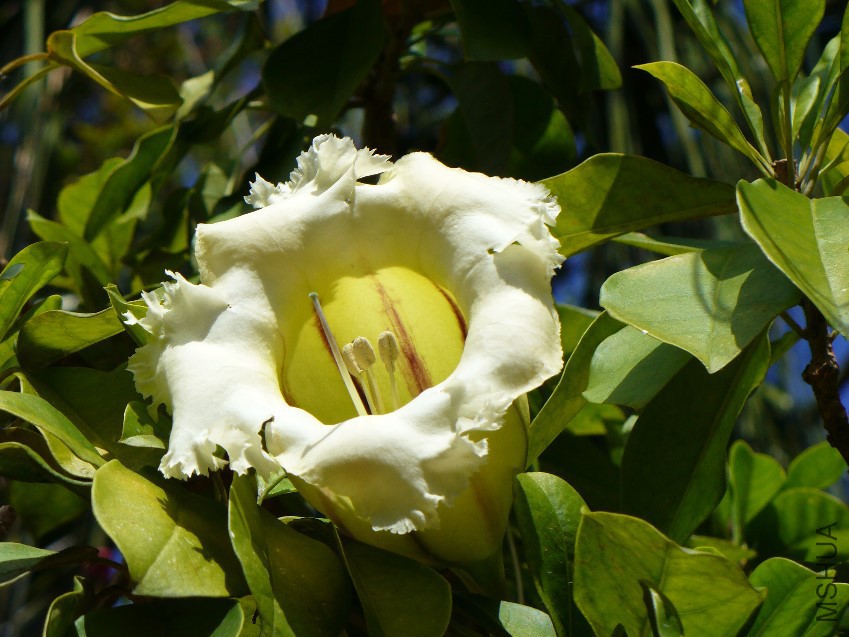 Solandra_grandiflora.jpg
