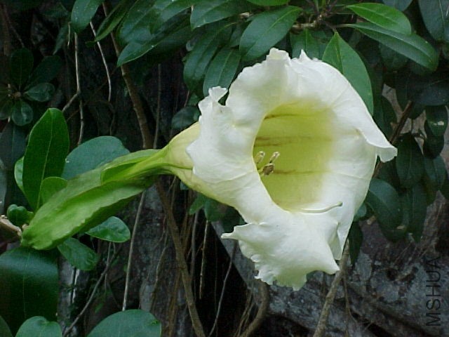 solandra_longiflora.jpg