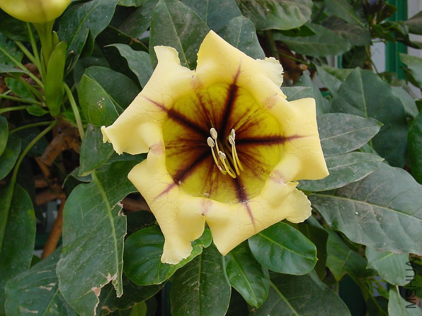 Solandra_maxima_C.jpg